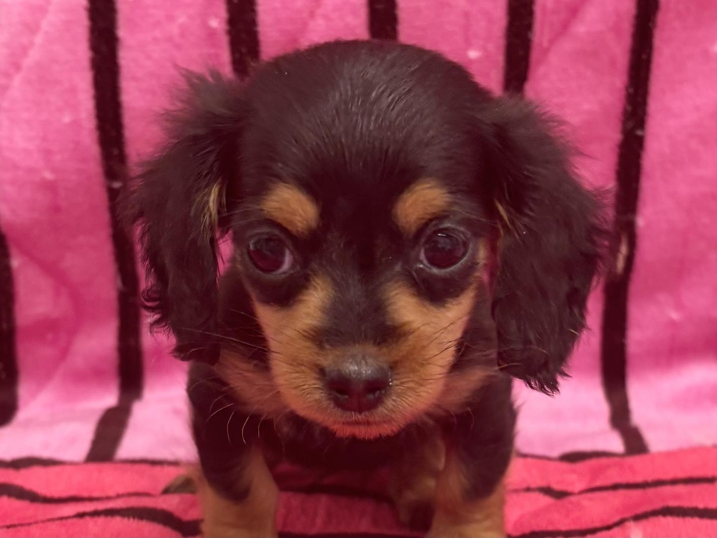 愛知県のミニチュアダックスフンド(ロング) (ハピースペット春日井アミーゴ店/2025年10月13日生まれ/女の子/ブラックタン)の子犬の2枚目の画像