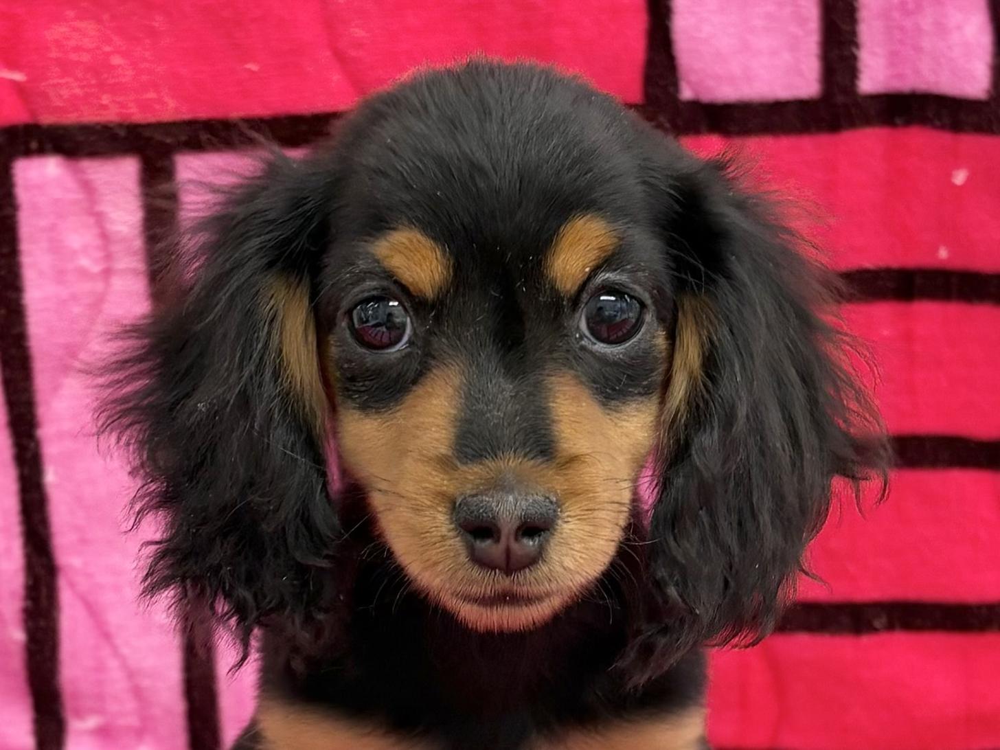 愛知県のミニチュアダックスフンド(ロング) (ハピースペット春日井アミーゴ店/2025年10月13日生まれ/女の子/ブラックタン)の子犬の2枚目の画像