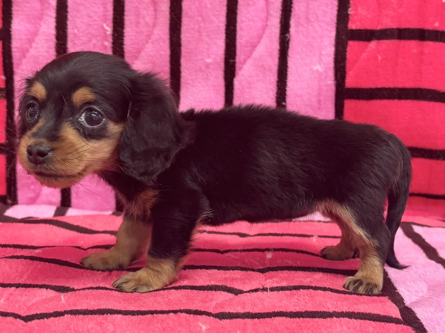 愛知県のミニチュアダックスフンド(ロング) (ハピースペット春日井アミーゴ店/2025年10月13日生まれ/女の子/ブラックタン)の子犬の3枚目の画像