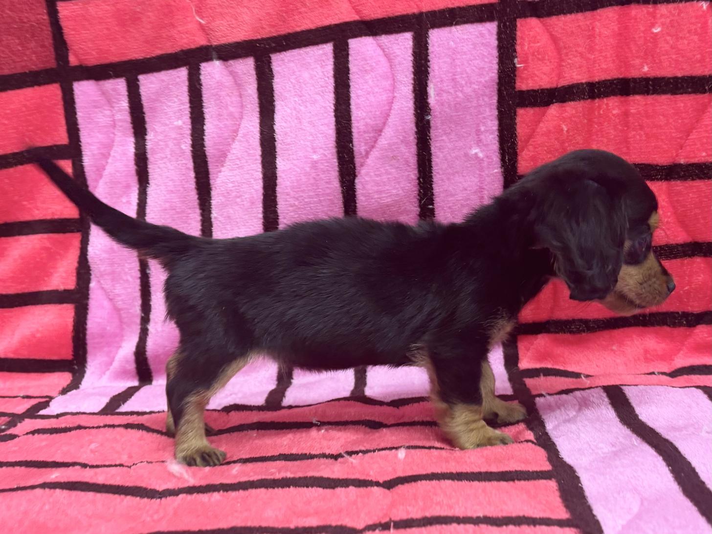 愛知県のミニチュアダックスフンド(ロング) (ハピースペット春日井アミーゴ店/2025年10月13日生まれ/女の子/ブラックタン)の子犬の3枚目の画像