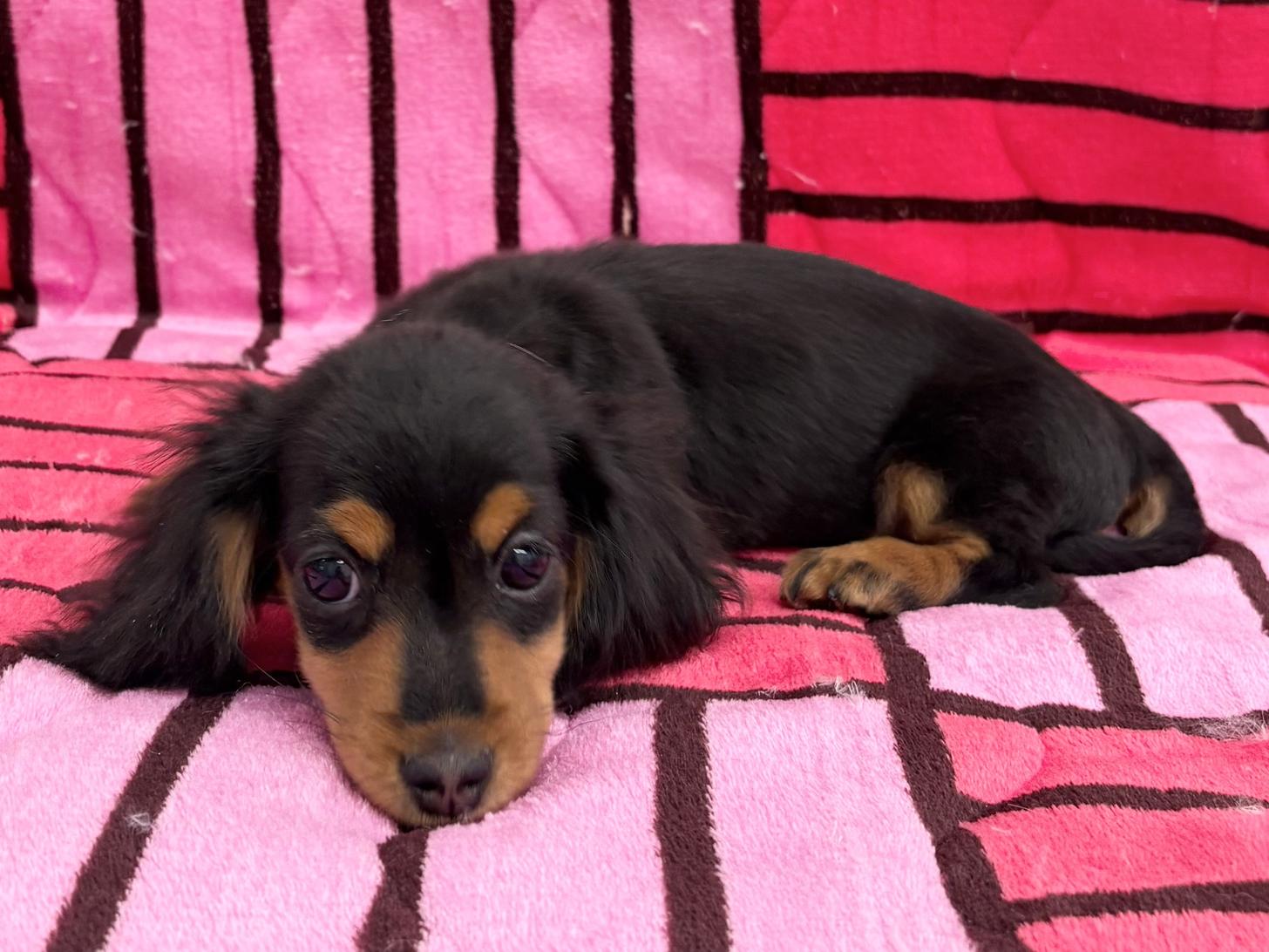 愛知県のミニチュアダックスフンド(ロング) (ハピースペット春日井アミーゴ店/2025年10月13日生まれ/女の子/ブラックタン)の子犬の3枚目の画像