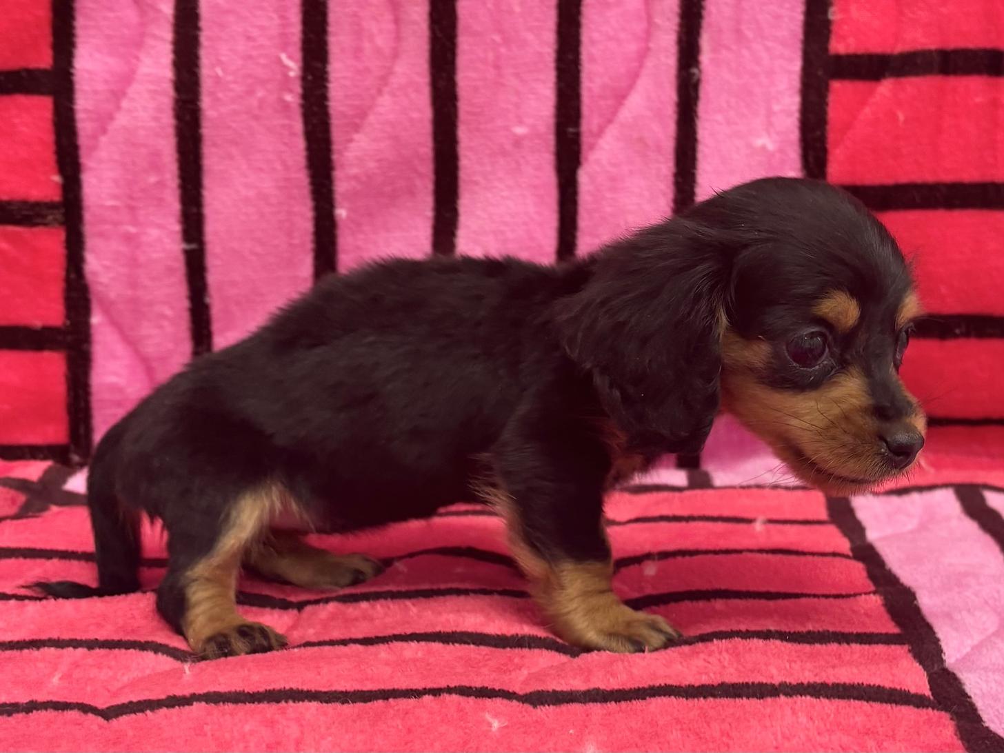 愛知県のミニチュアダックスフンド(ロング) (ハピースペット春日井アミーゴ店/2025年10月13日生まれ/女の子/ブラックタン)の子犬の4枚目の画像