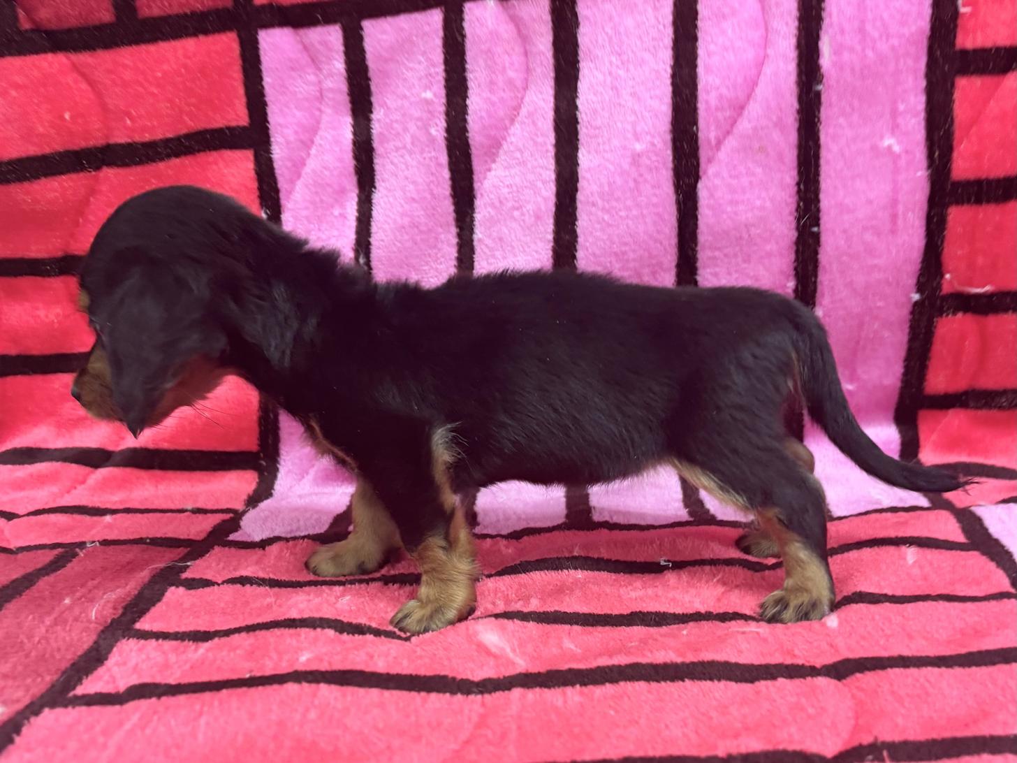 愛知県のミニチュアダックスフンド(ロング) (ハピースペット春日井アミーゴ店/2025年10月13日生まれ/女の子/ブラックタン)の子犬の4枚目の画像