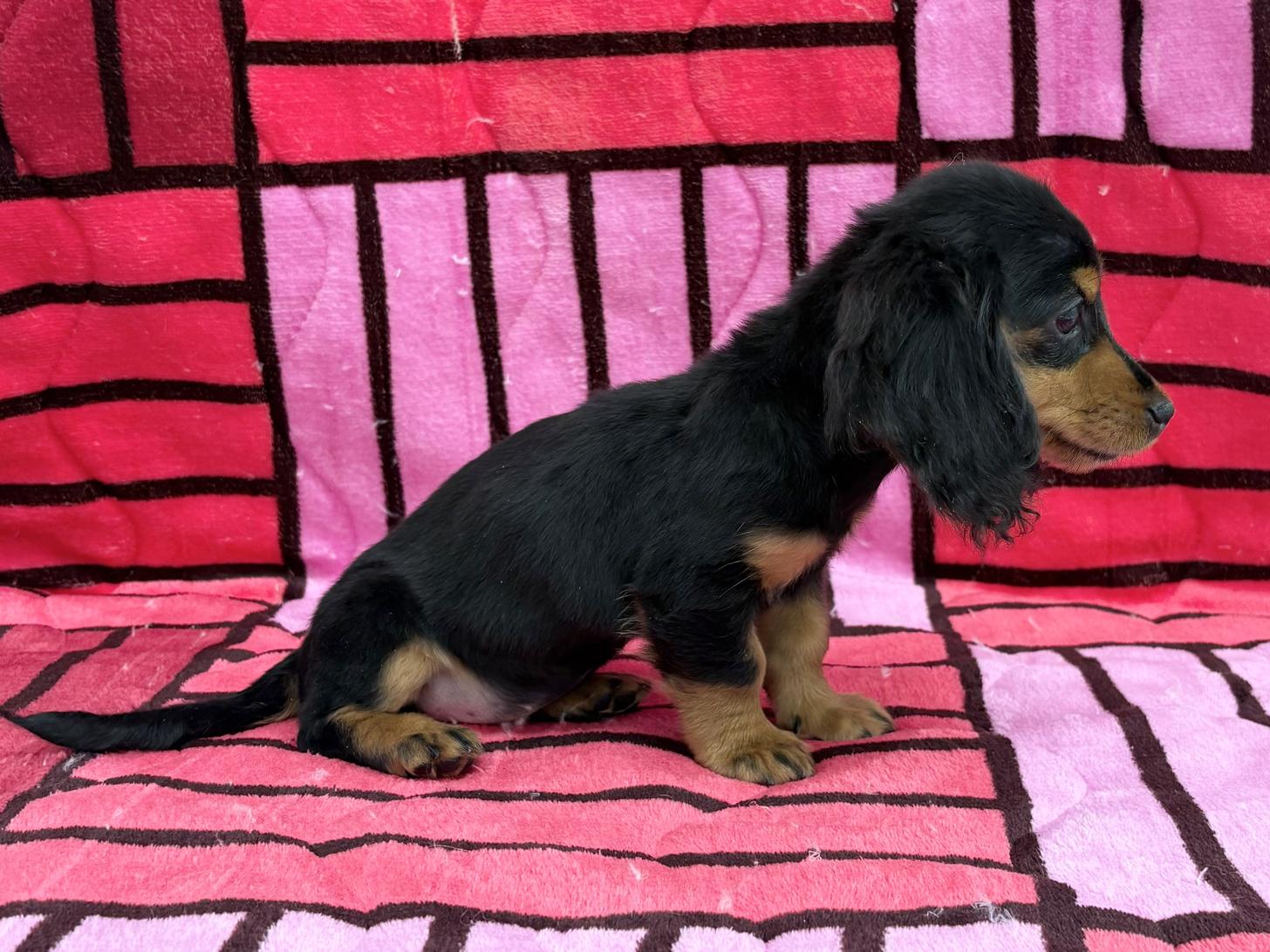 愛知県のミニチュアダックスフンド(ロング) (ハピースペット春日井アミーゴ店/2025年10月13日生まれ/女の子/ブラックタン)の子犬の4枚目の画像