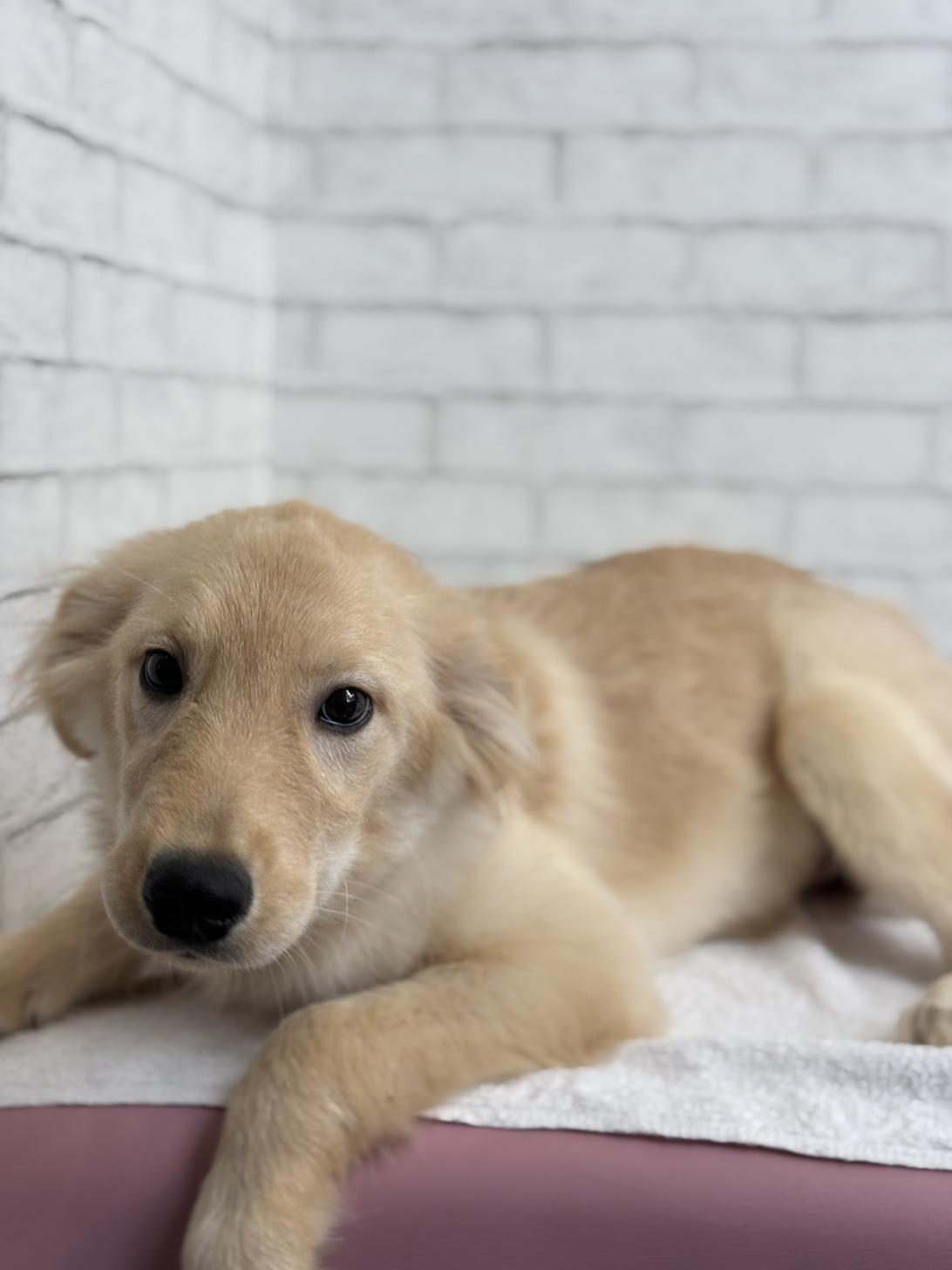 埼玉県のハーフ犬・ミックス犬 (ペッツスマイル加須インター店/2025年4月19日生まれ/女の子/ゴールデン)の子犬の1枚目の画像