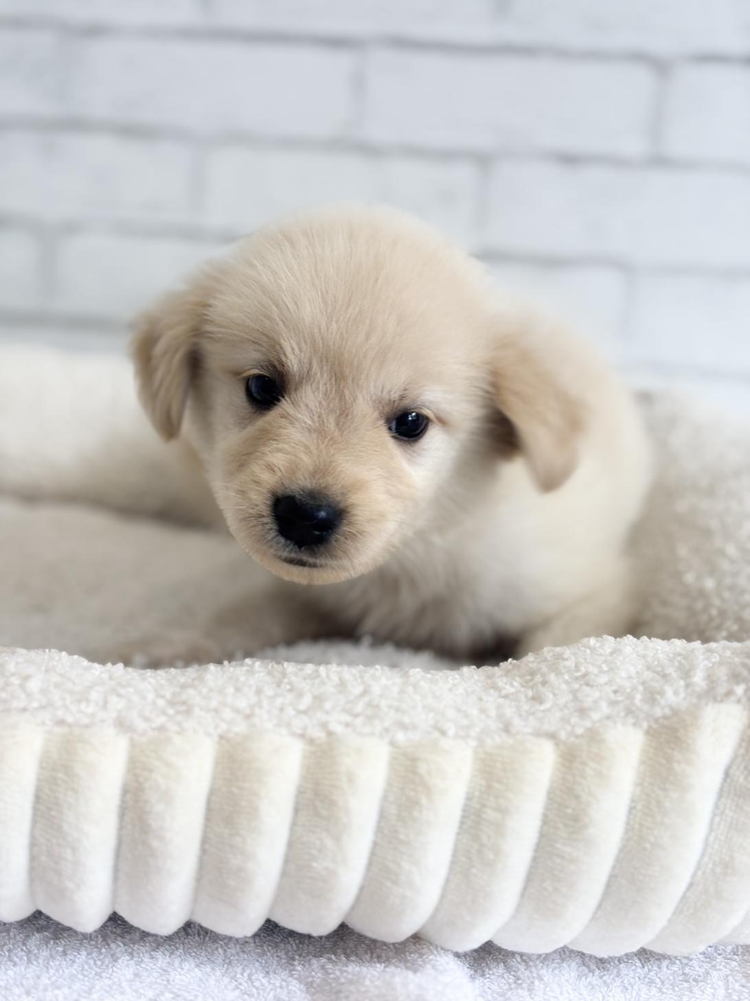 埼玉県のハーフ犬・ミックス犬 (ペッツスマイル加須インター店/2025年4月19日生まれ/女の子/ゴールデン)の子犬の1枚目の画像