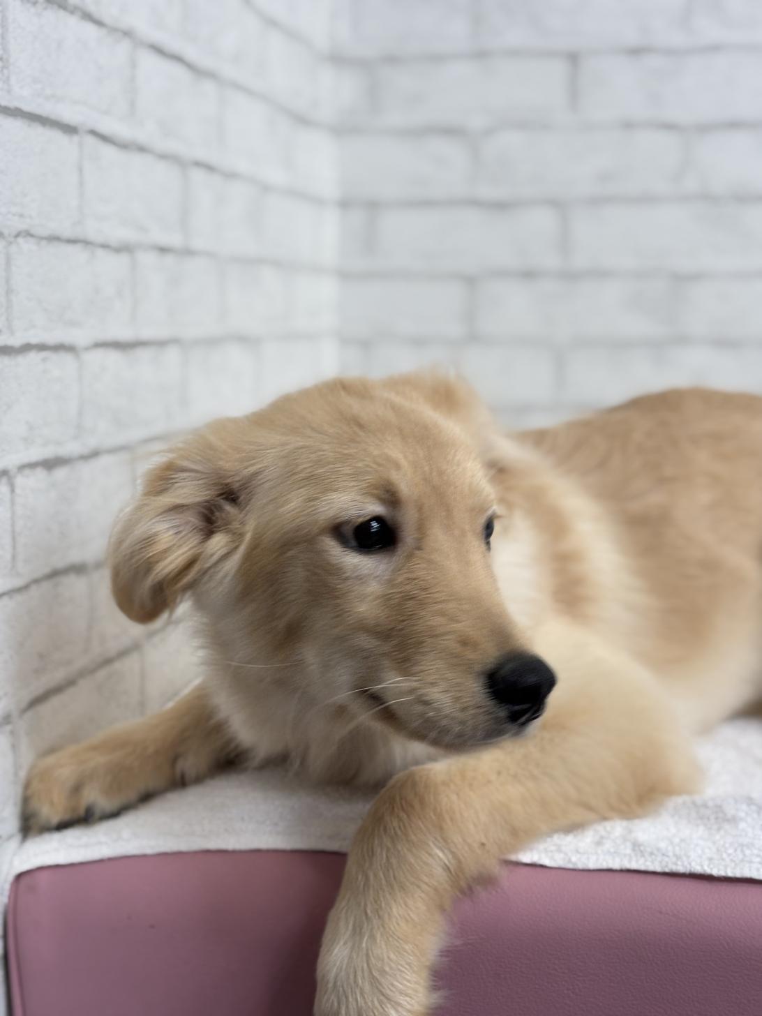 埼玉県のハーフ犬・ミックス犬 (ペッツスマイル加須インター店/2025年4月19日生まれ/女の子/ゴールデン)の子犬の2枚目の画像