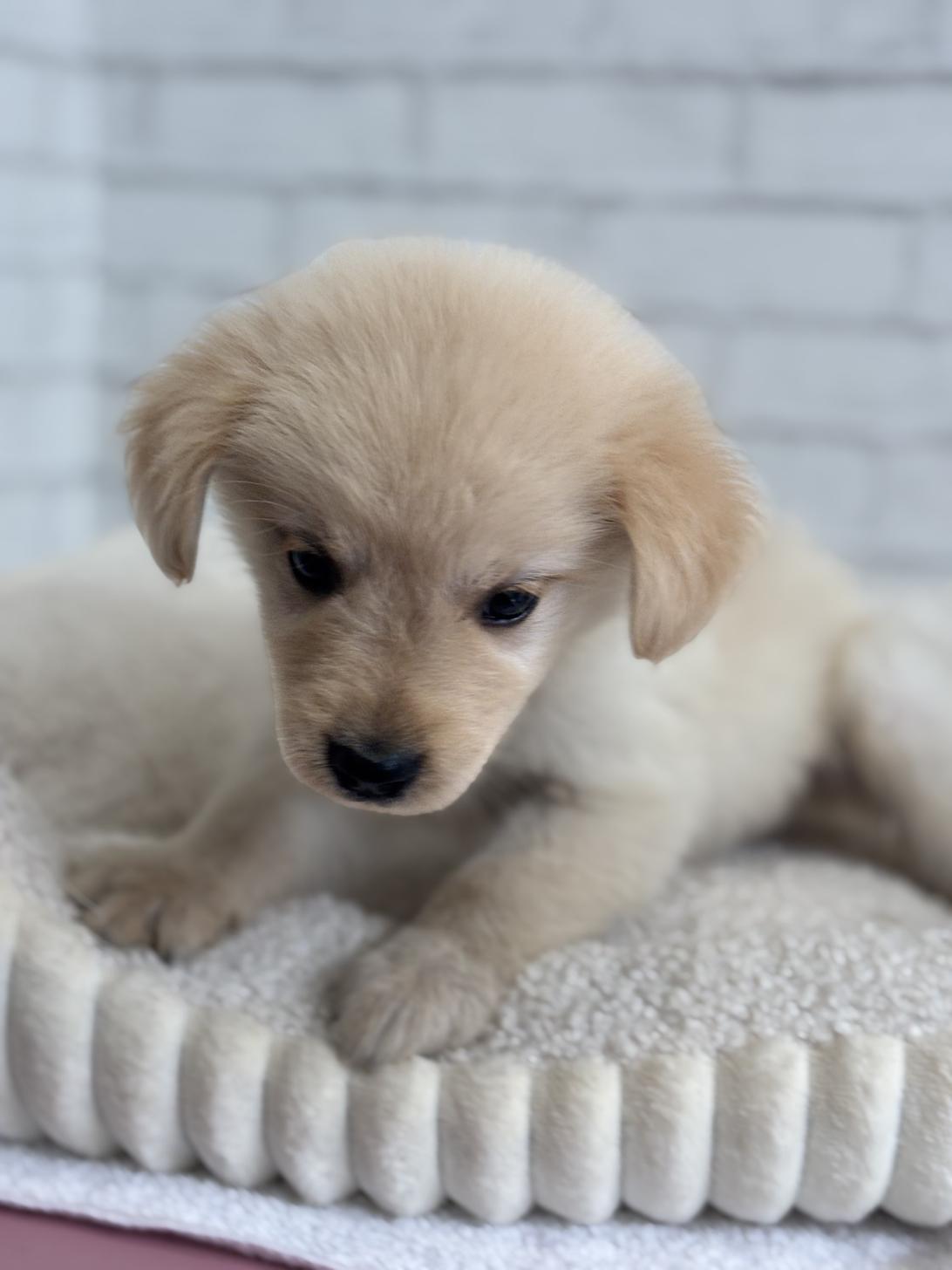 埼玉県のハーフ犬・ミックス犬 (ペッツスマイル加須インター店/2025年4月19日生まれ/女の子/ゴールデン)の子犬の2枚目の画像