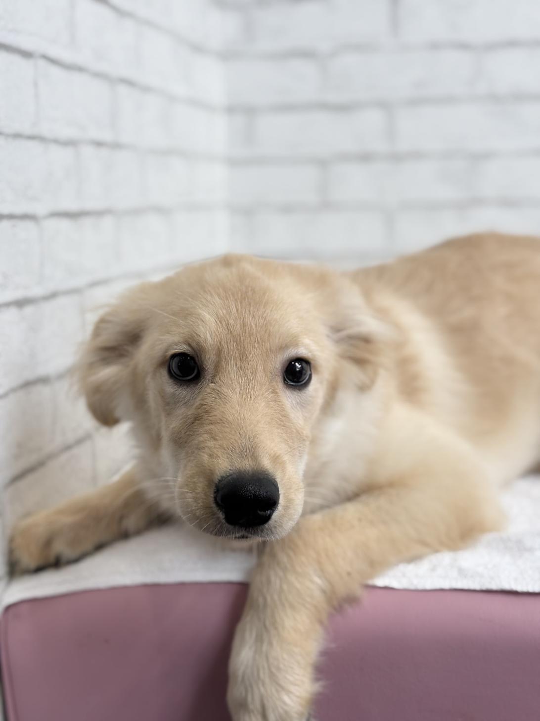 埼玉県のハーフ犬・ミックス犬 (ペッツスマイル加須インター店/2025年4月19日生まれ/女の子/ゴールデン)の子犬の3枚目の画像