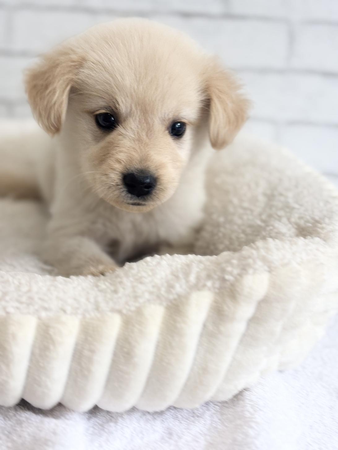 埼玉県のハーフ犬・ミックス犬 (ペッツスマイル加須インター店/2025年4月19日生まれ/女の子/ゴールデン)の子犬の3枚目の画像