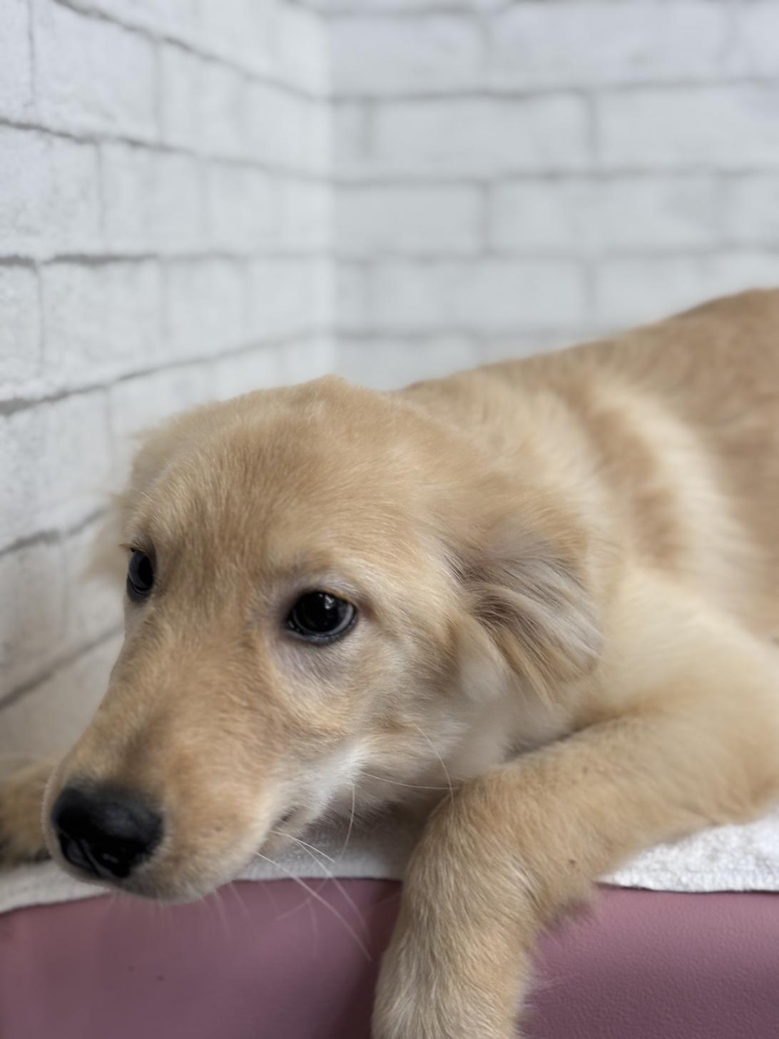 埼玉県のハーフ犬・ミックス犬 (ペッツスマイル加須インター店/2025年4月19日生まれ/女の子/ゴールデン)の子犬の4枚目の画像