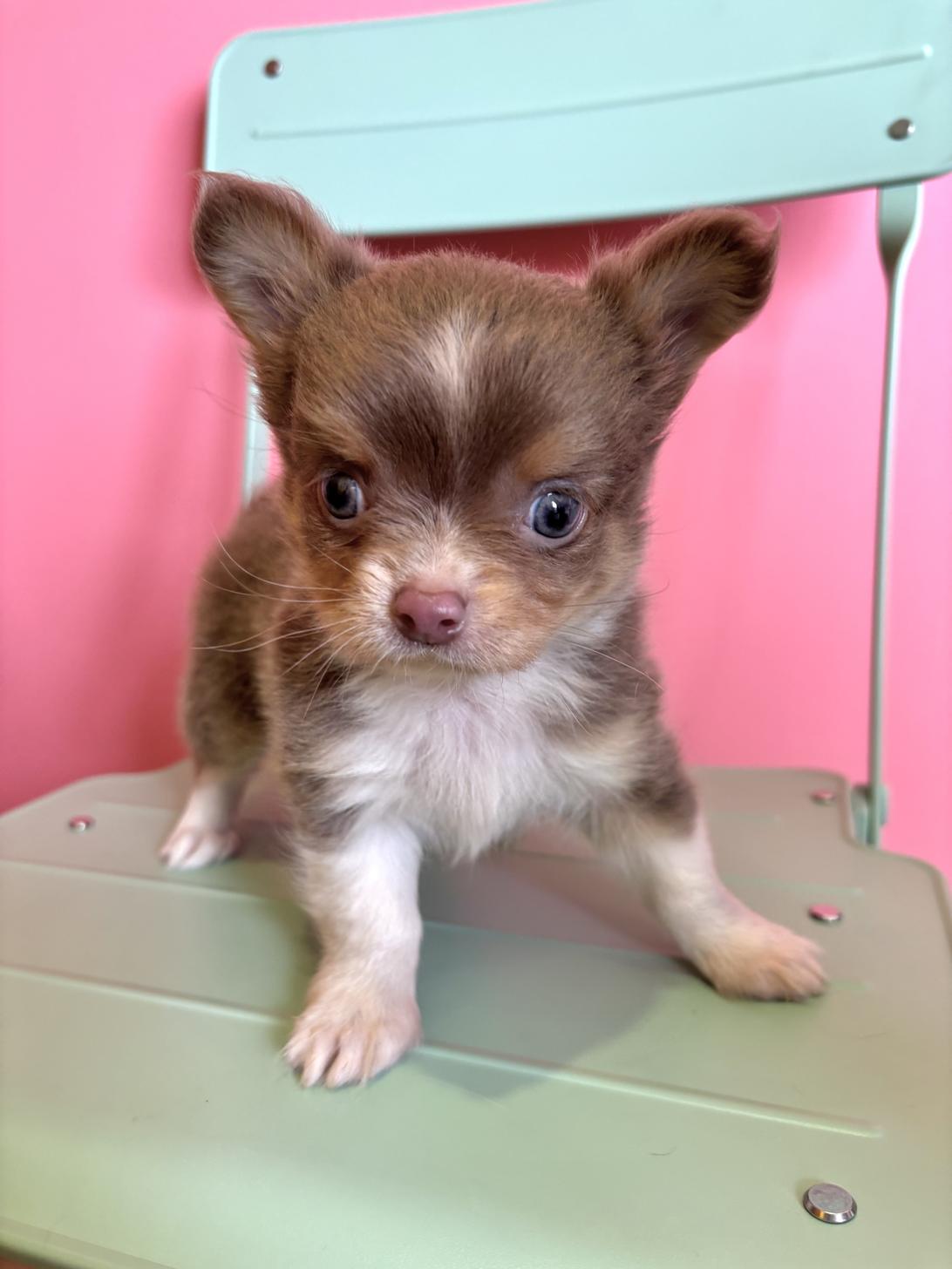 埼玉県のパピチー/チワパピ(パピヨン×チワワ) (ペッツスマイル南中野店/2026年2月12日生まれ/男の子/ブルータンホワイト)の子犬の1枚目の画像