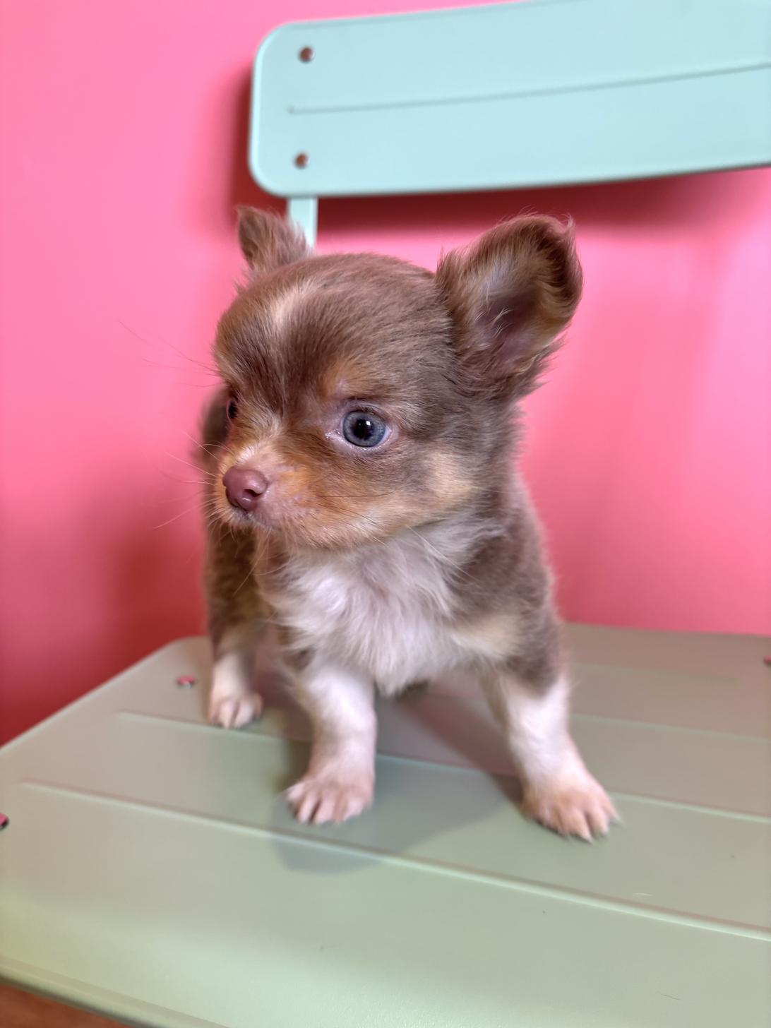 埼玉県のパピチー/チワパピ(パピヨン×チワワ) (ペッツスマイル南中野店/2026年2月12日生まれ/男の子/ブルータンホワイト)の子犬の2枚目の画像