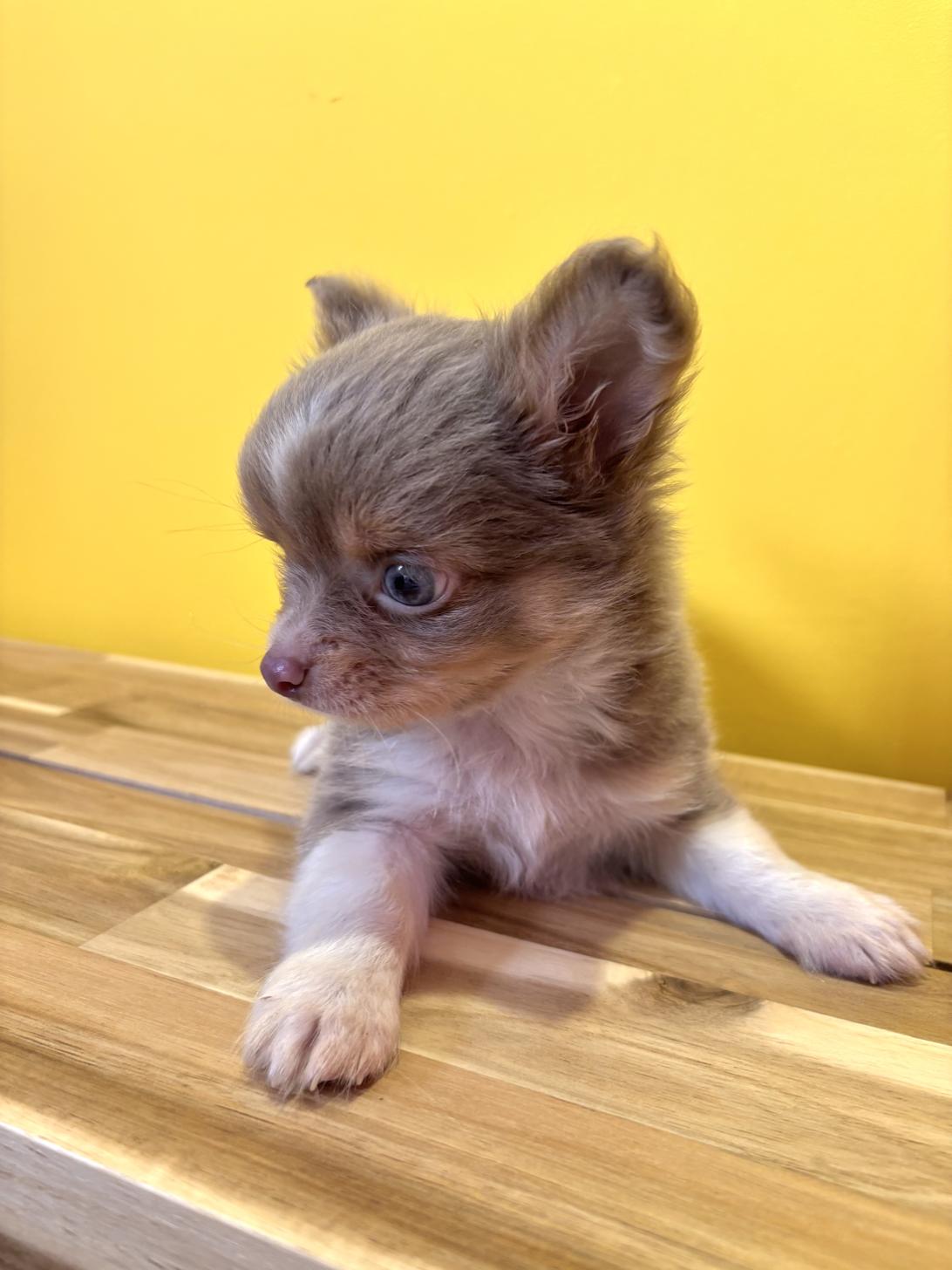 埼玉県のパピチー/チワパピ(パピヨン×チワワ) (ペッツスマイル南中野店/2026年2月12日生まれ/男の子/ブルータンホワイト)の子犬の3枚目の画像