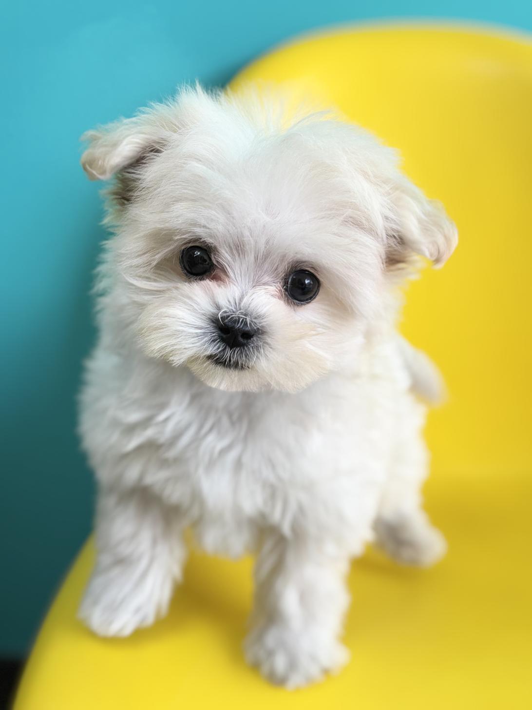 埼玉県のマルプー(マルチーズ×プードル) (ペッツスマイル加須インター店/2026年1月3日生まれ/女の子/ホワイト)の子犬の1枚目の画像