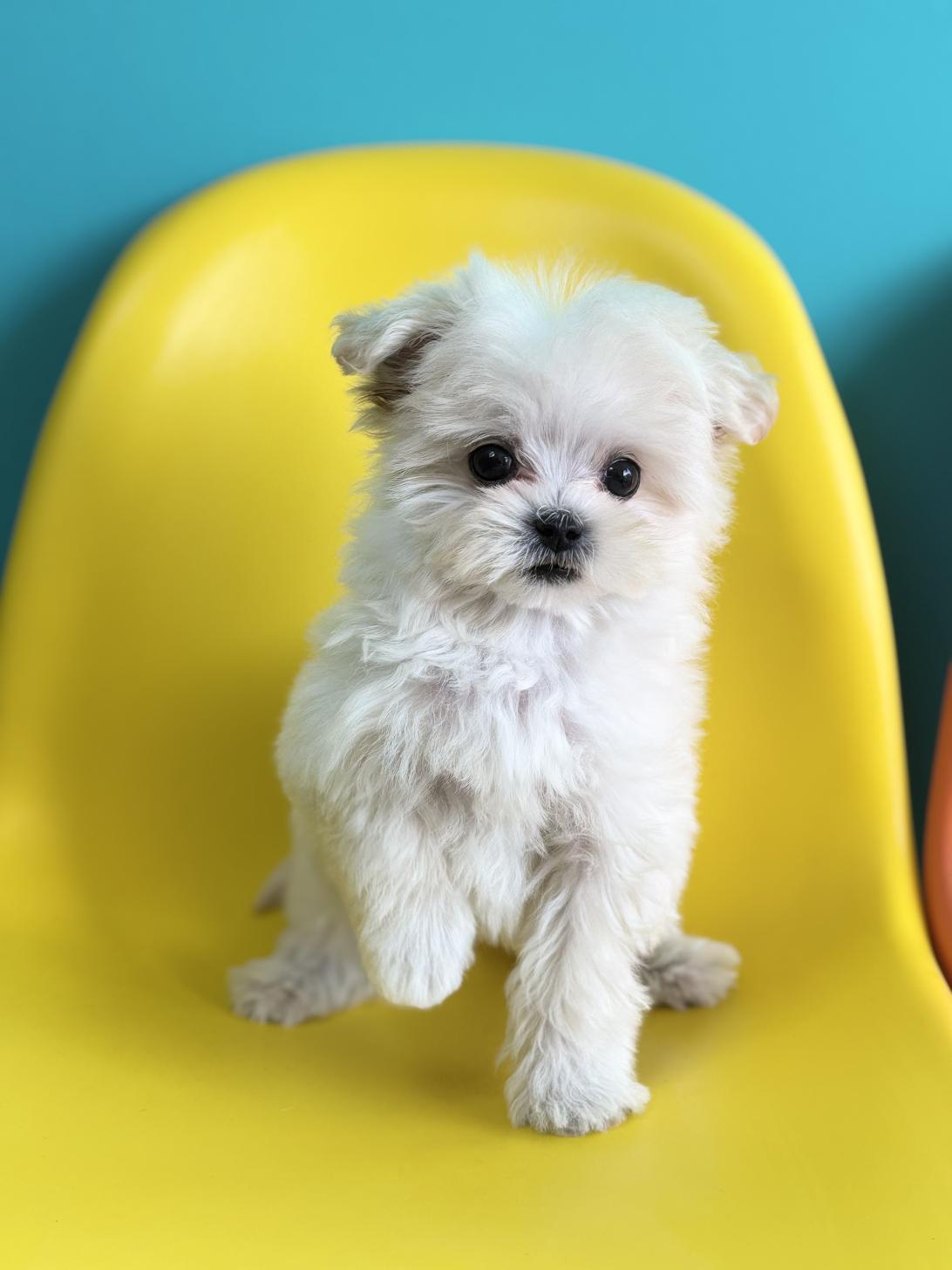 埼玉県のマルプー(マルチーズ×プードル) (ペッツスマイル加須インター店/2026年1月3日生まれ/女の子/ホワイト)の子犬の2枚目の画像