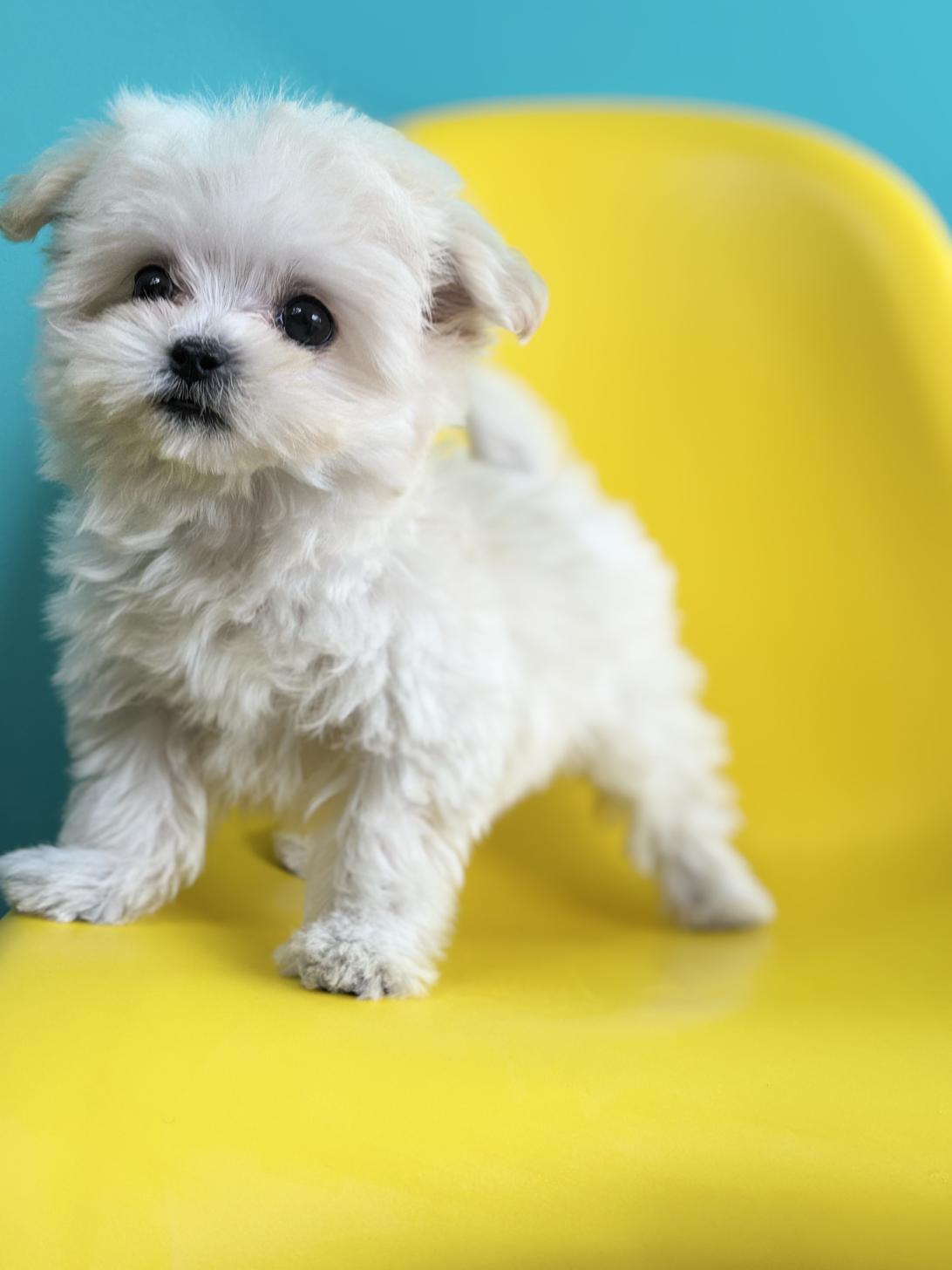 埼玉県のマルプー(マルチーズ×プードル) (ペッツスマイル加須インター店/2026年1月3日生まれ/女の子/ホワイト)の子犬の3枚目の画像