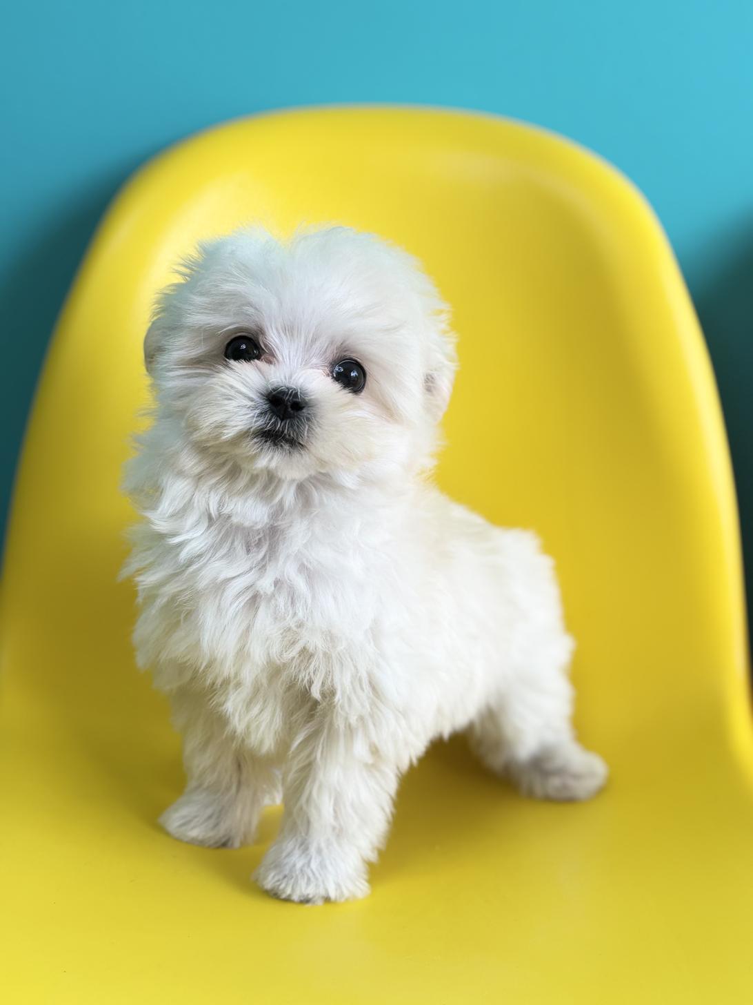 埼玉県のマルプー(マルチーズ×プードル) (ペッツスマイル加須インター店/2026年1月3日生まれ/女の子/ホワイト)の子犬の4枚目の画像