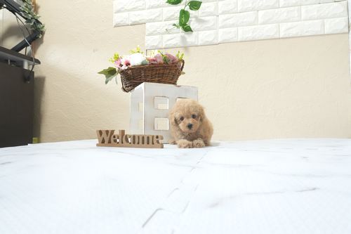 滋賀県のトイプードル(ティーカップ) (いっぷく湖南店/2026年2月15日生まれ/女の子/オレンジフォーン)の子犬の1枚目の画像