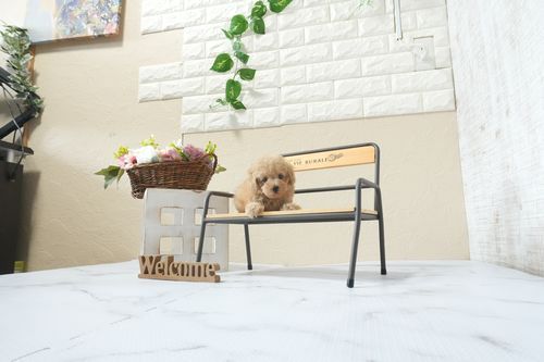 滋賀県のトイプードル(ティーカップ) (いっぷく湖南店/2026年2月15日生まれ/女の子/オレンジフォーン)の子犬の2枚目の画像