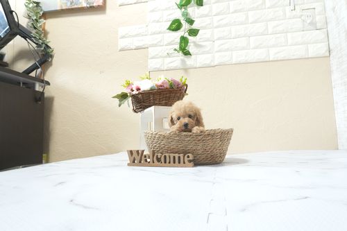 滋賀県のトイプードル(ティーカップ) (いっぷく湖南店/2026年2月15日生まれ/女の子/オレンジフォーン)の子犬の3枚目の画像