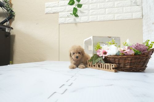 滋賀県のトイプードル(ティーカップ) (いっぷく湖南店/2026年2月15日生まれ/女の子/オレンジフォーン)の子犬の4枚目の画像