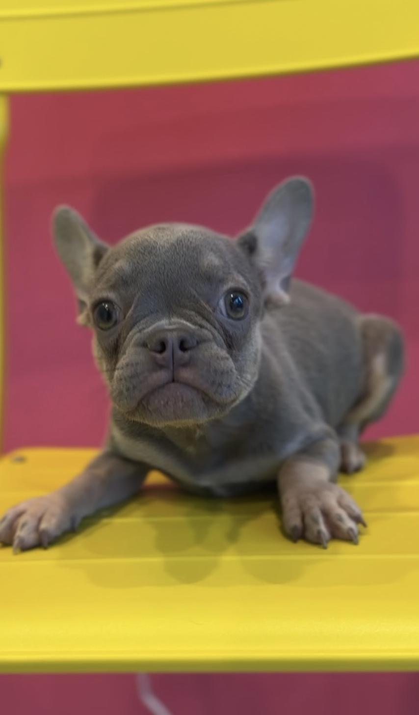 埼玉県のフレンチブルドッグ (PET SHOP Tiny tales/2025年7月6日生まれ/女の子/ブルーフォーンホワイト)の子犬の1枚目の画像