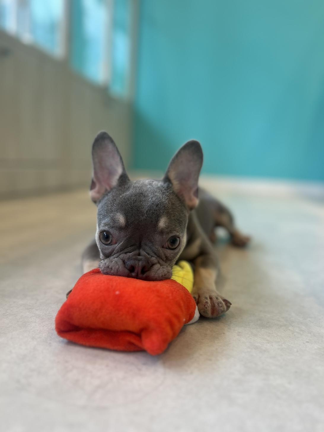 埼玉県のフレンチブルドッグ (PET SHOP Tiny tales/2025年7月6日生まれ/女の子/ブルーフォーンホワイト)の子犬の1枚目の画像