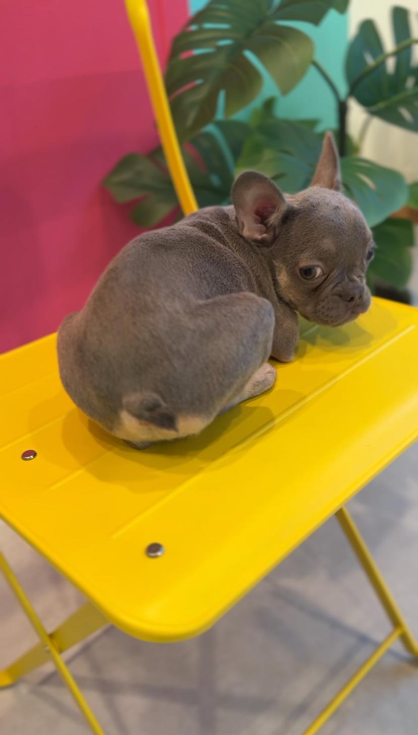 埼玉県のフレンチブルドッグ (PET SHOP Tiny tales/2025年7月6日生まれ/女の子/ブルーフォーンホワイト)の子犬の3枚目の画像