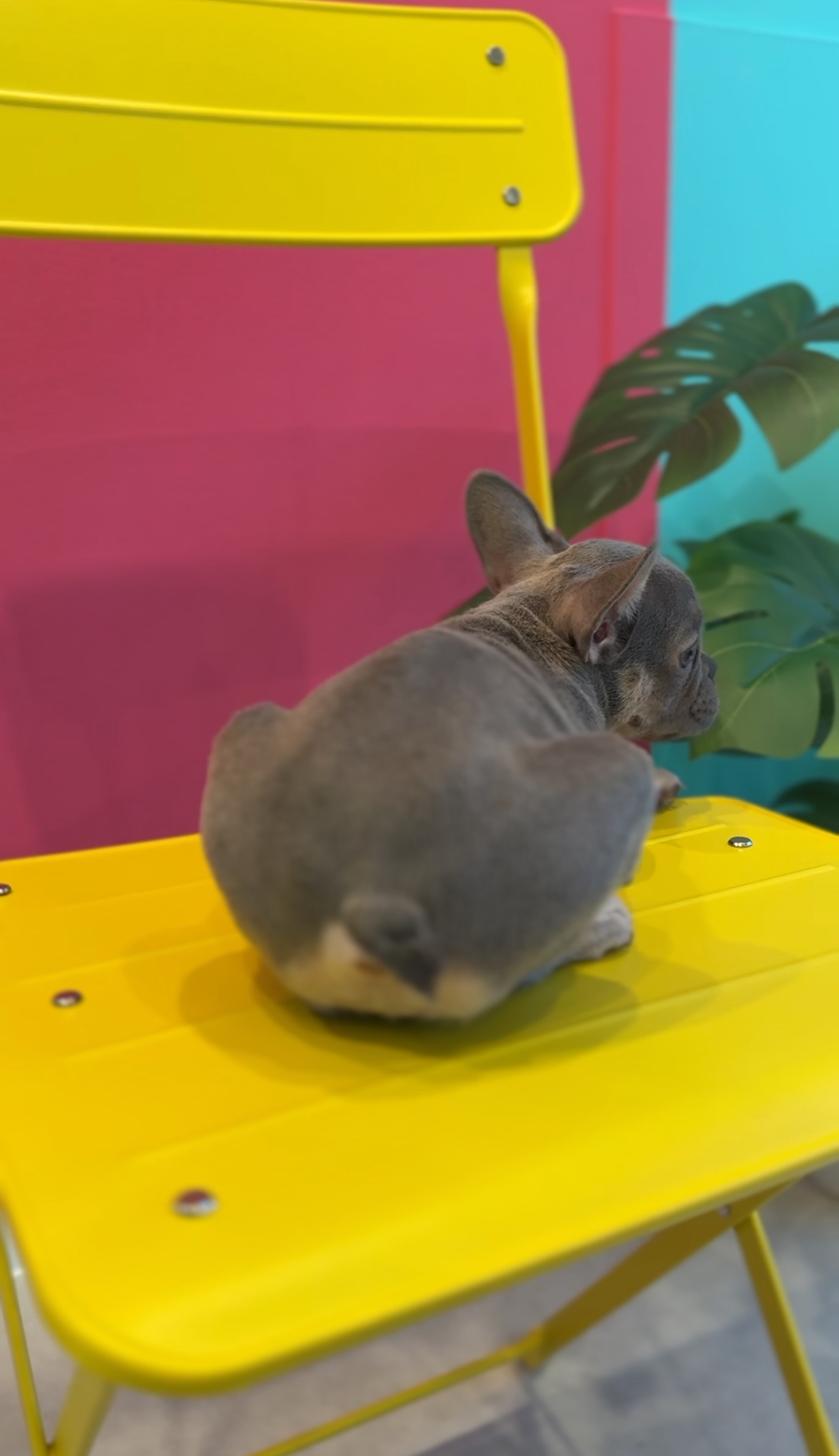 埼玉県のフレンチブルドッグ (PET SHOP Tiny tales/2025年7月6日生まれ/女の子/ブルーフォーンホワイト)の子犬の4枚目の画像