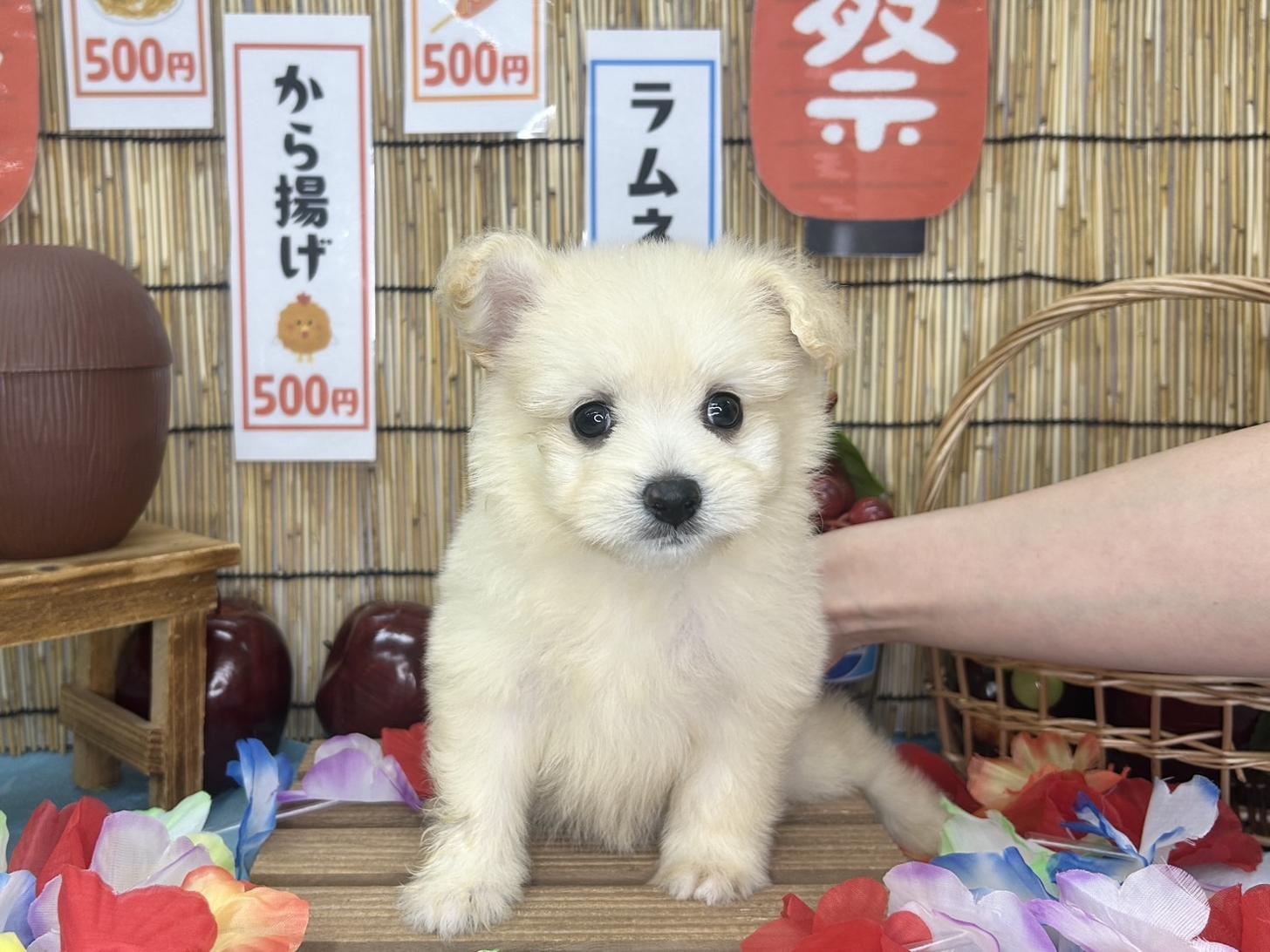 北海道のポメビション(ポメラニアン×ビションフリーゼ) (ラブワンコ カインズ大曲店/2026年6月7日生まれ/女の子/クリーム)の子犬