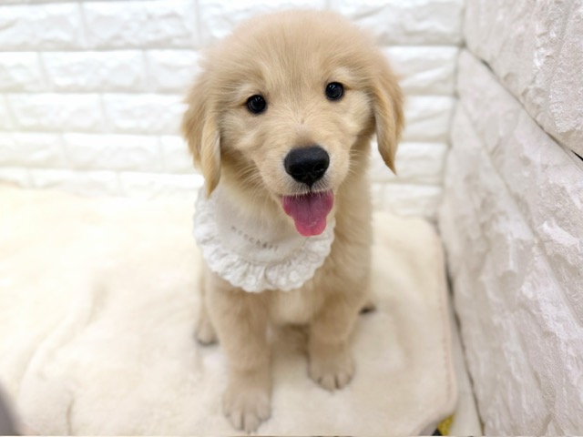 神奈川県のゴールデンレトリバー (ペッツコンシェル鶴見元宮店/2026年8月6日生まれ/男の子/ゴールデン)の子犬の1枚目の画像
