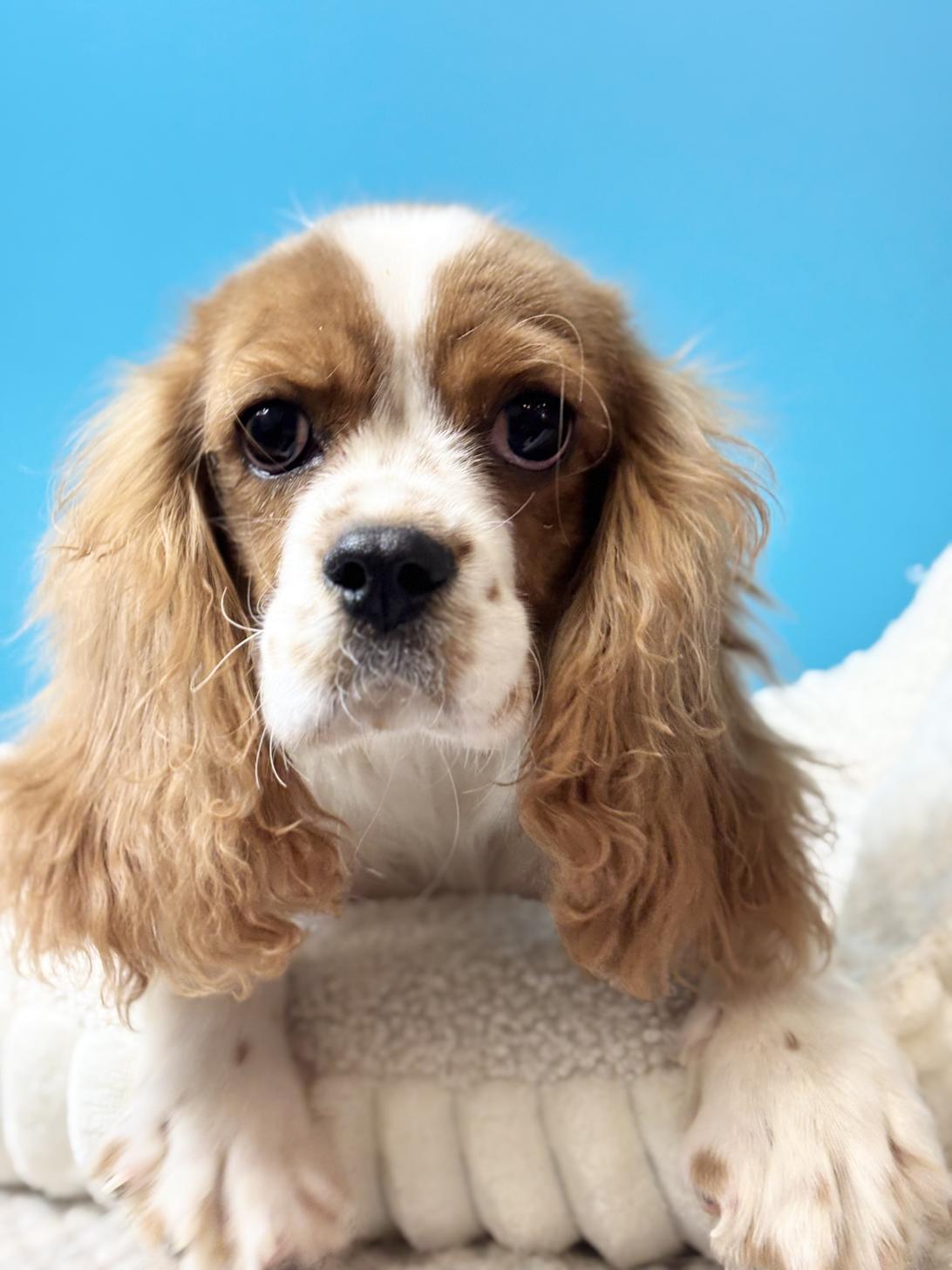 埼玉県のキャバリアキングチャールズスパニエル (ペッツスマイル加須インター店/2025年6月14日生まれ/男の子/ブレンハイム)の子犬の1枚目の画像