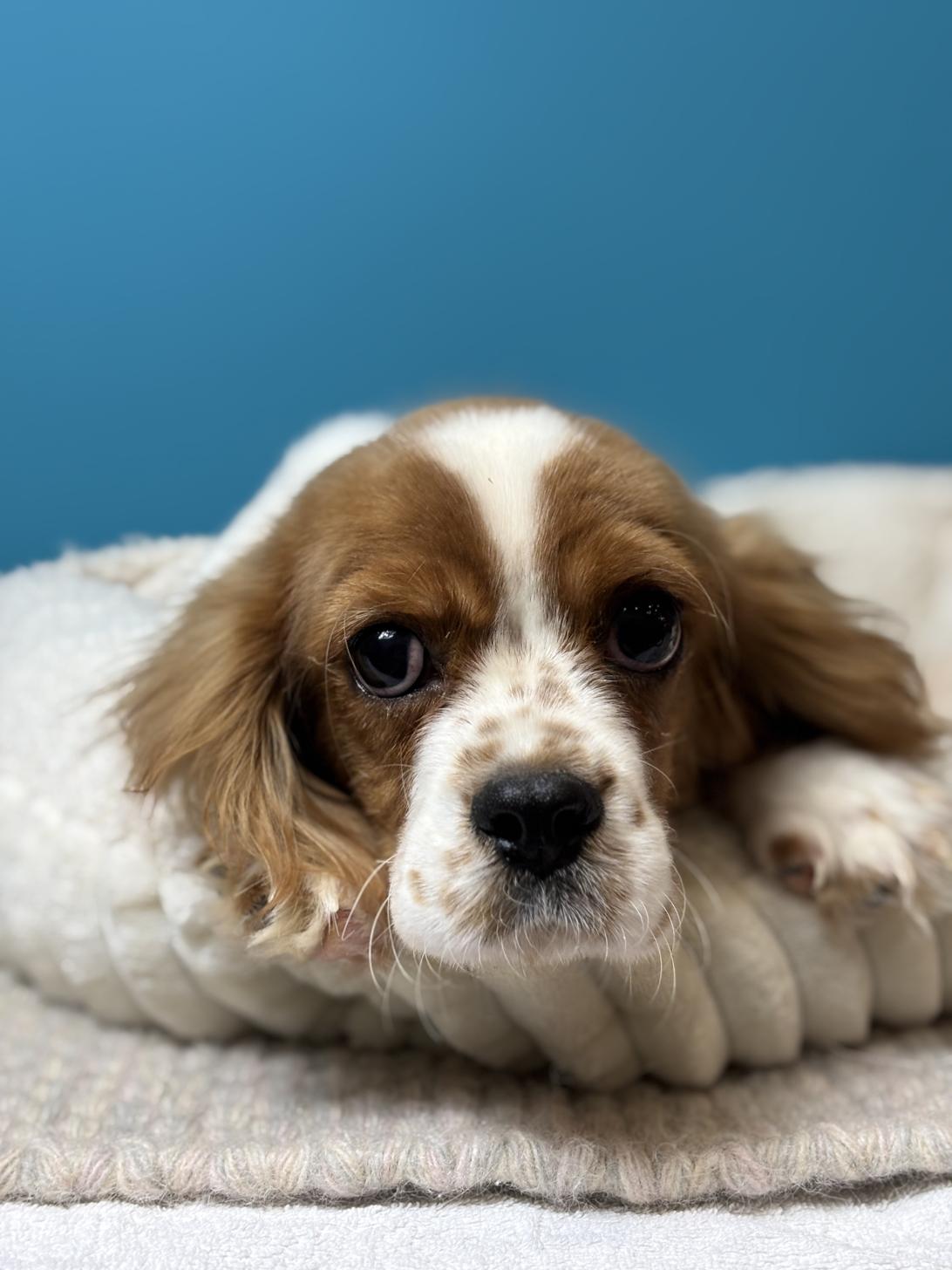 埼玉県のキャバリアキングチャールズスパニエル (ペッツスマイル加須インター店/2025年6月14日生まれ/男の子/ブレンハイム)の子犬の2枚目の画像