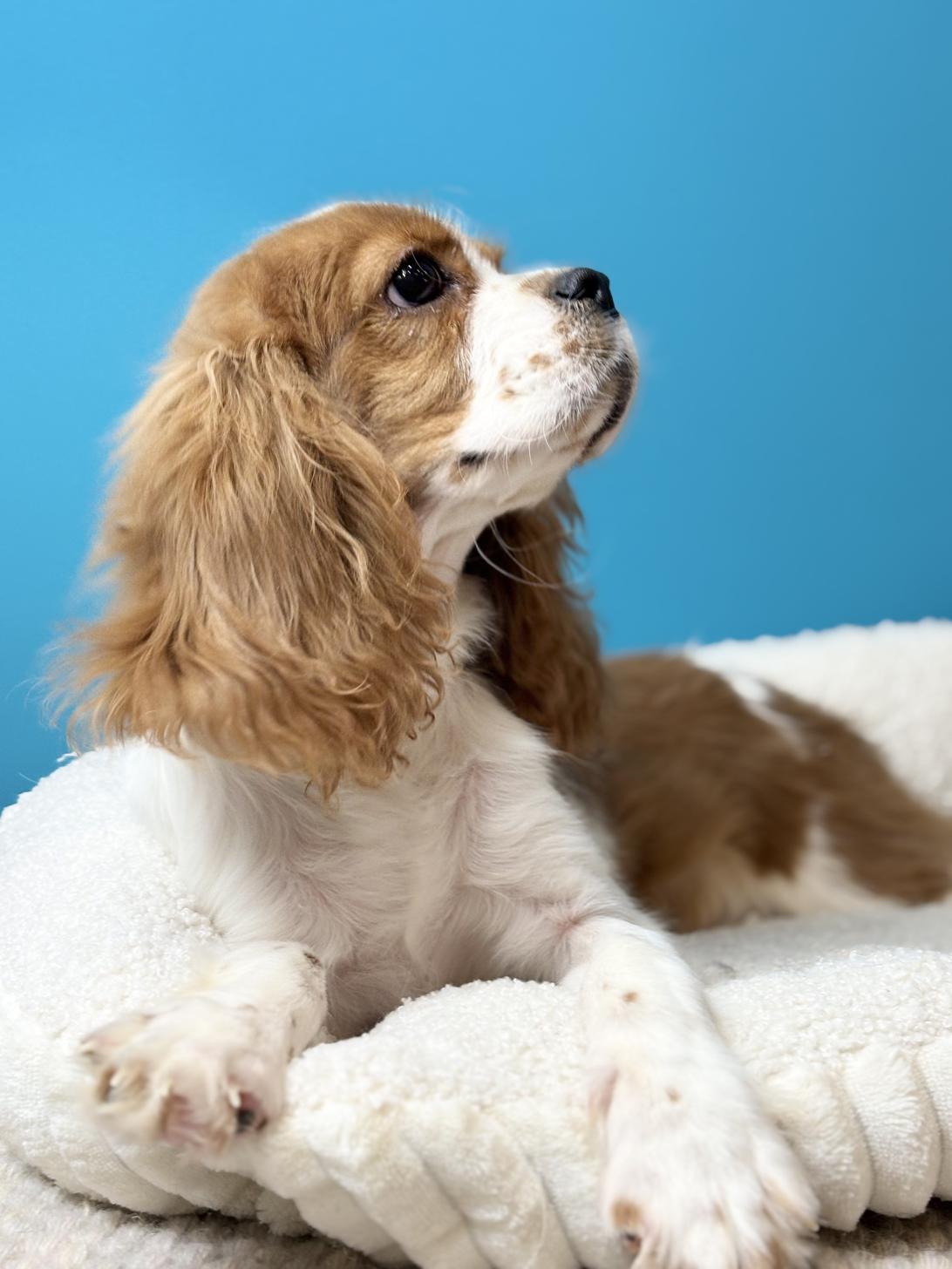 埼玉県のキャバリアキングチャールズスパニエル (ペッツスマイル加須インター店/2025年6月14日生まれ/男の子/ブレンハイム)の子犬の3枚目の画像