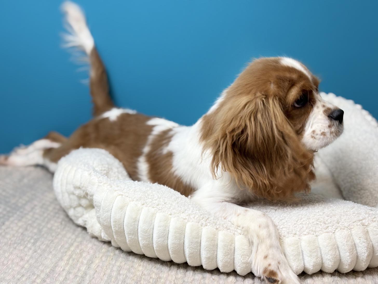 埼玉県のキャバリアキングチャールズスパニエル (ペッツスマイル加須インター店/2025年6月14日生まれ/男の子/ブレンハイム)の子犬の4枚目の画像