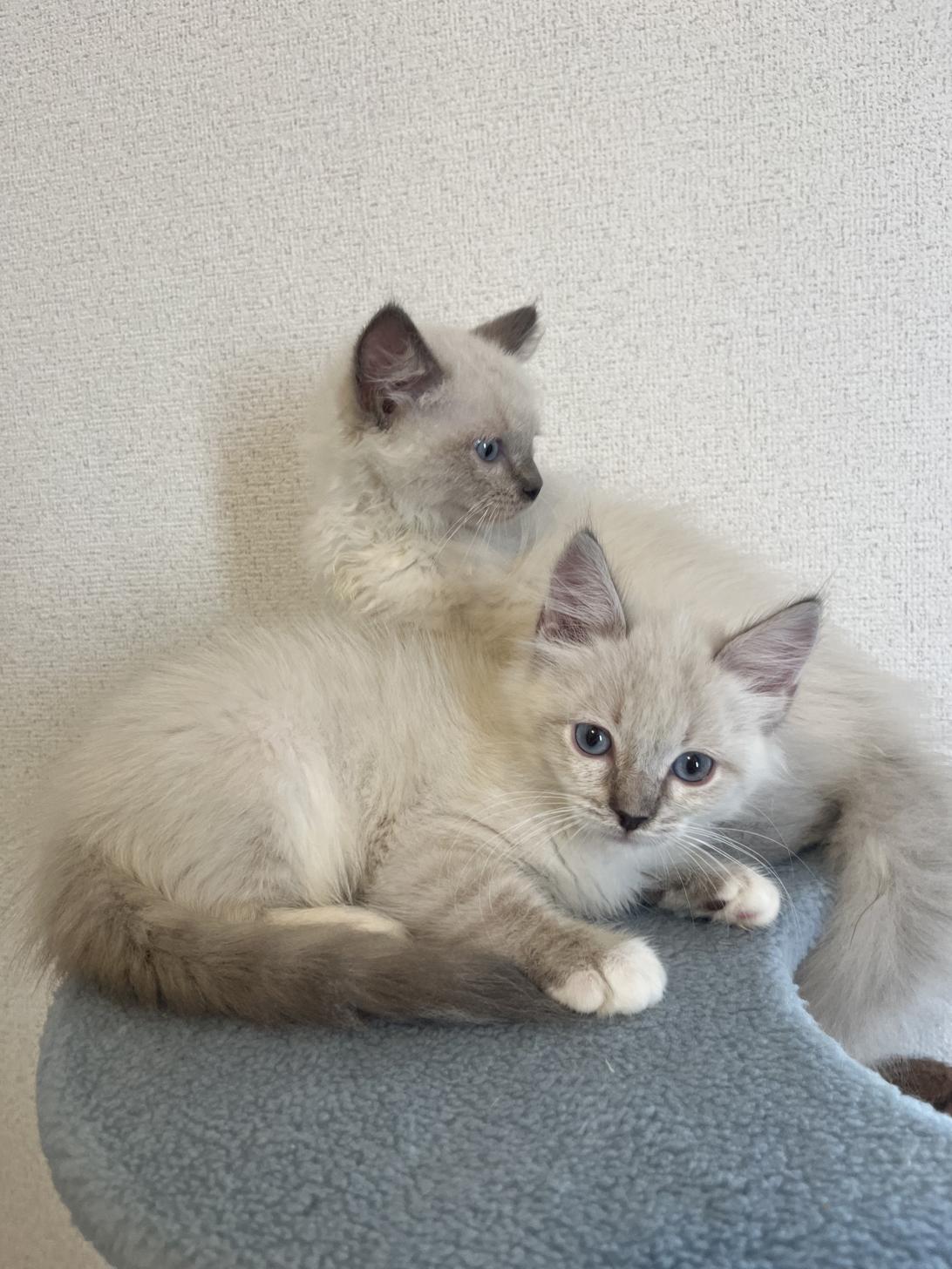 埼玉県のネヴァマスカレード (ADELE PETS/0025年4月12日生まれ/男の子/シールリンクスポイント)の子猫の2枚目の画像