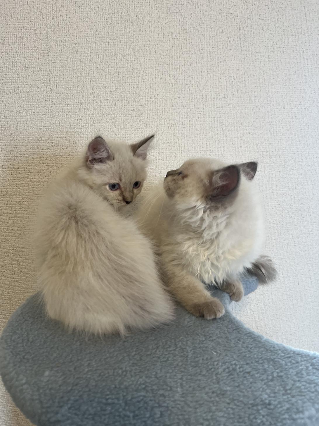 埼玉県のネヴァマスカレード (ADELE PETS/0025年4月12日生まれ/男の子/シールリンクスポイント)の子猫の3枚目の画像