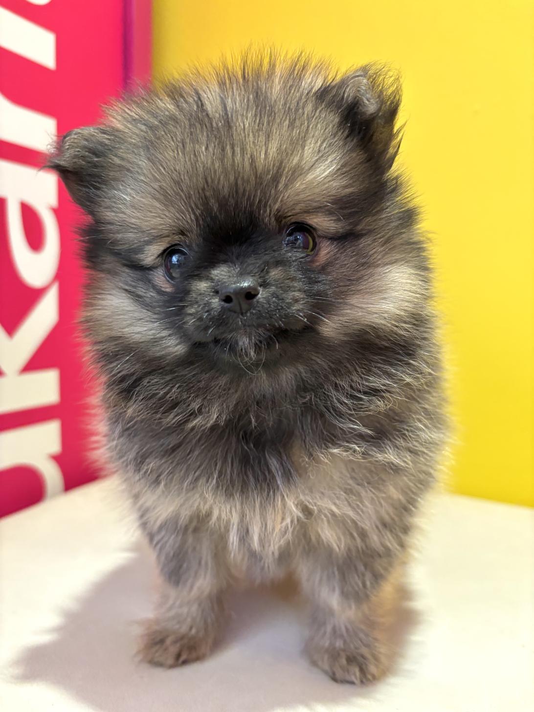 埼玉県のポメチワ/チワポメ/ポメチー(ポメラニアン×チワワ) (ペッツスマイル南中野店/2025年9月7日生まれ/女の子/セーブル)の子犬の1枚目の画像