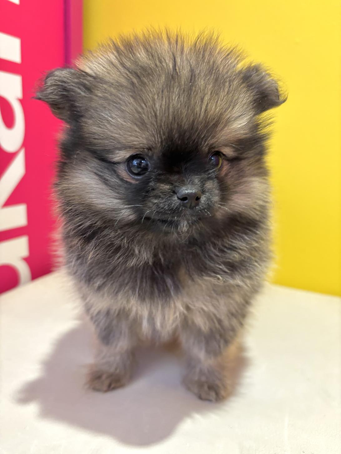 埼玉県のポメチワ/チワポメ/ポメチー(ポメラニアン×チワワ) (ペッツスマイル南中野店/2025年9月7日生まれ/女の子/セーブル)の子犬の2枚目の画像