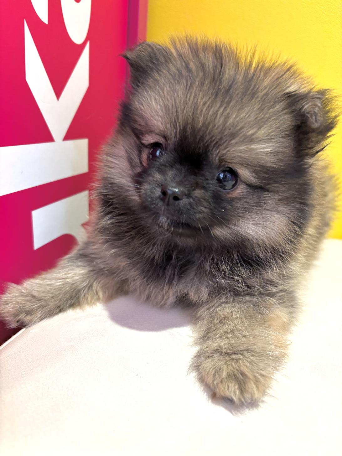 埼玉県のポメチワ/チワポメ/ポメチー(ポメラニアン×チワワ) (ペッツスマイル南中野店/2025年9月7日生まれ/女の子/セーブル)の子犬の3枚目の画像