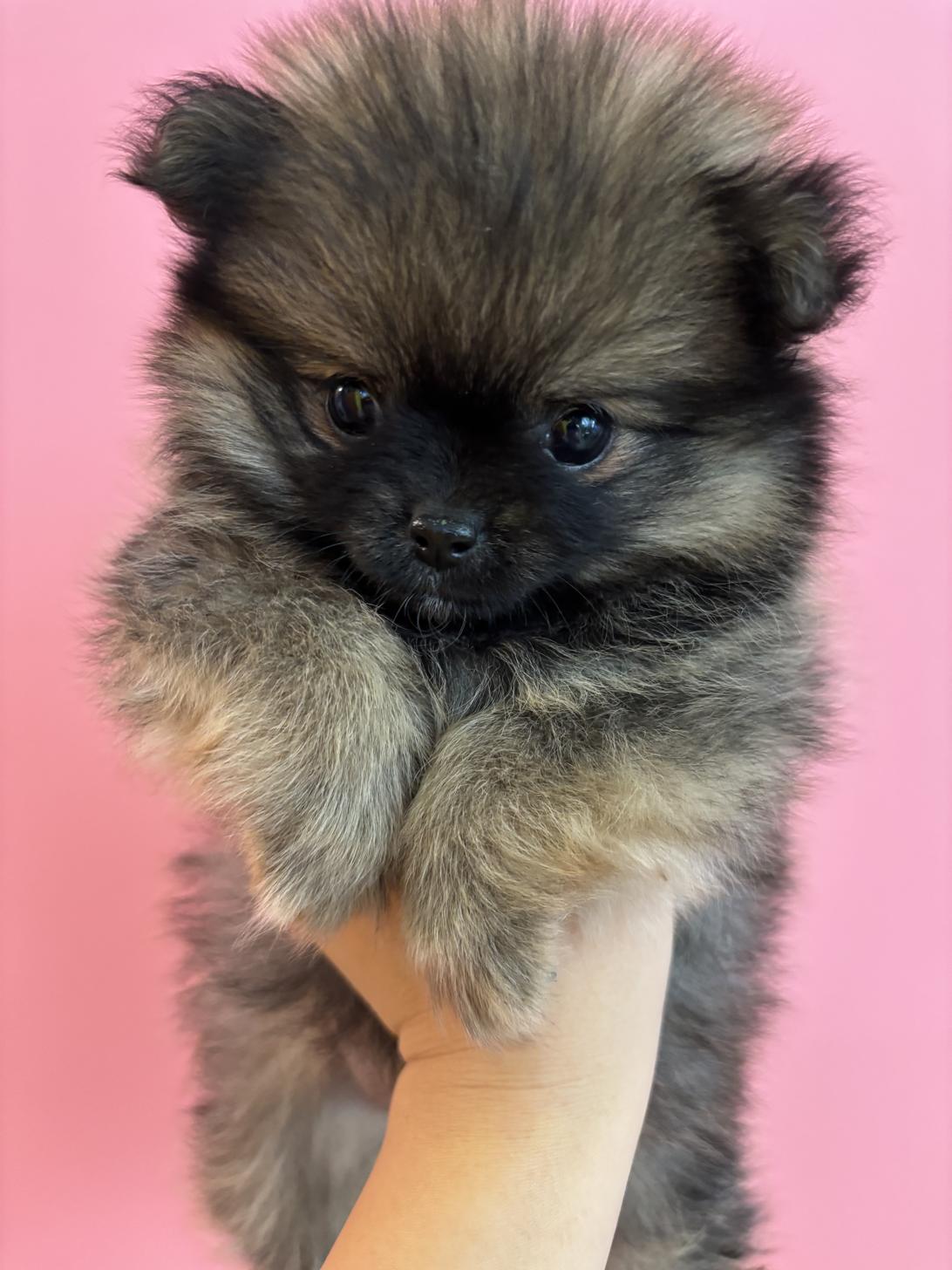 埼玉県のポメチワ/チワポメ/ポメチー(ポメラニアン×チワワ) (ペッツスマイル南中野店/2025年9月7日生まれ/女の子/セーブル)の子犬の4枚目の画像