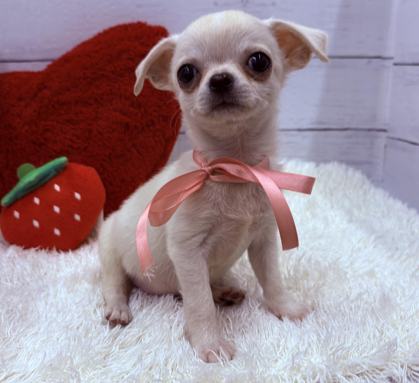 千葉県のチワワ(スムース) (ペッツワン佐倉店/2026年1月18日生まれ/男の子/クリームホワイト)の子犬の1枚目の画像