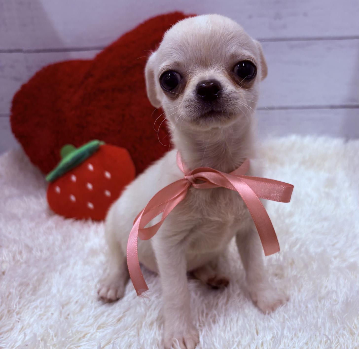 千葉県のチワワ(スムース) (ペッツワン佐倉店/2026年1月18日生まれ/男の子/クリームホワイト)の子犬の2枚目の画像