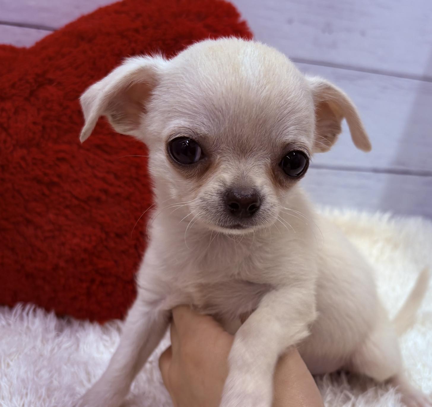 千葉県のチワワ(スムース) (ペッツワン佐倉店/2026年1月18日生まれ/男の子/クリームホワイト)の子犬の3枚目の画像