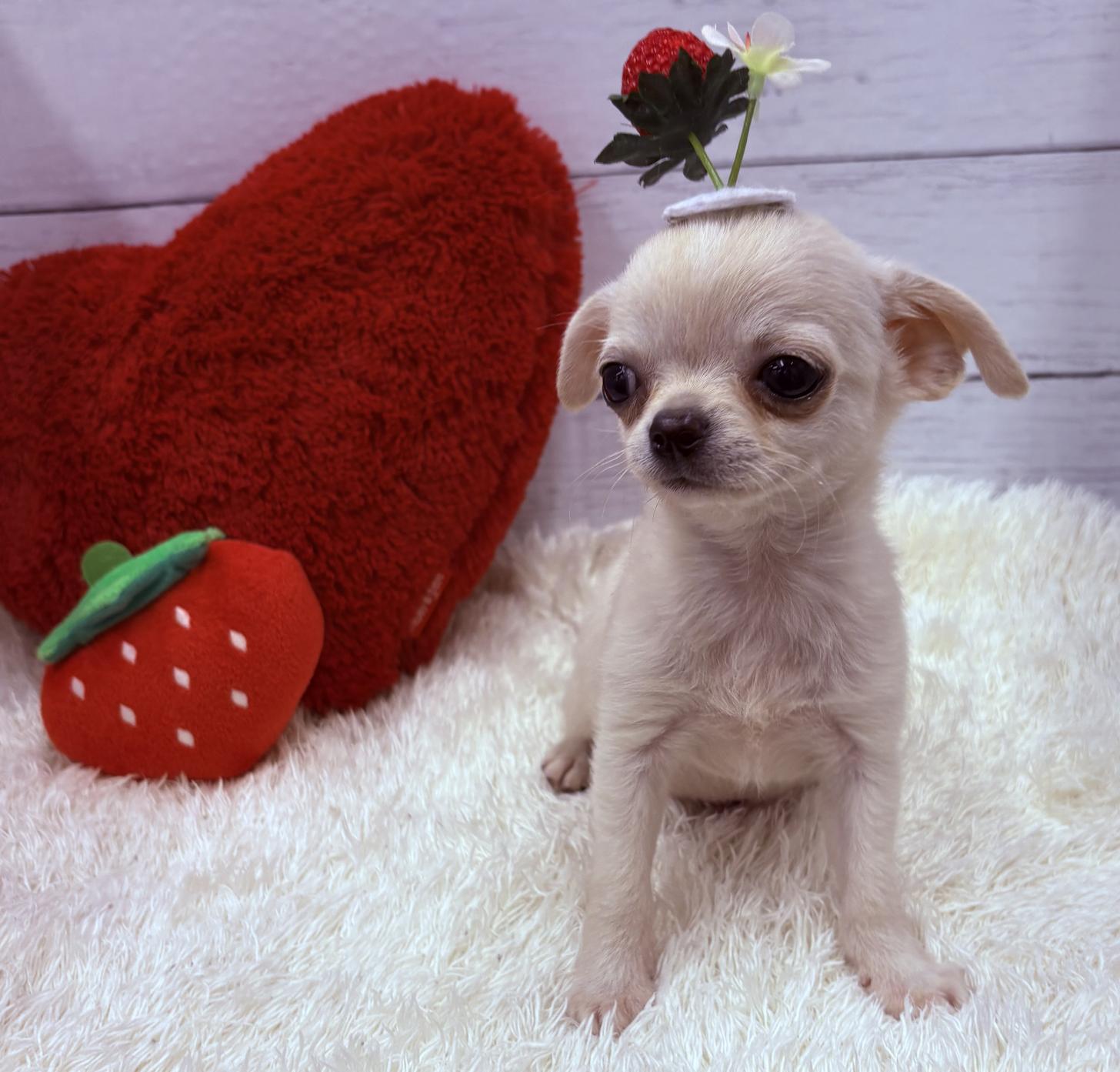 千葉県のチワワ(スムース) (ペッツワン佐倉店/2026年1月18日生まれ/男の子/クリームホワイト)の子犬の4枚目の画像