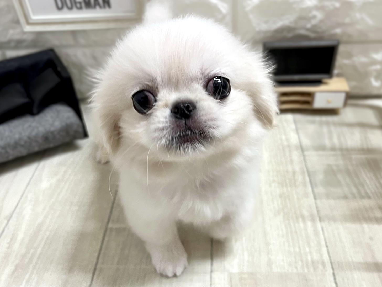 和歌山県のペキニーズ (DOGMAN和歌山中之島店/2026年4月7日生まれ/女の子/ホワイト)の子犬の1枚目の画像