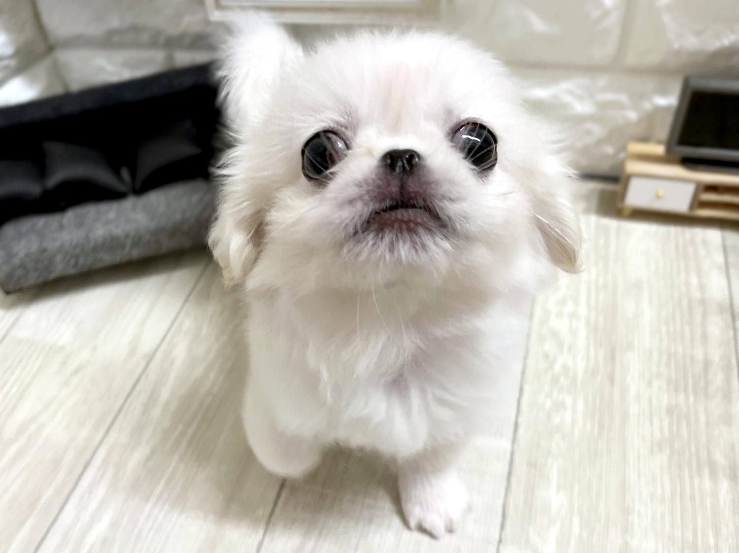 和歌山県のペキニーズ (DOGMAN和歌山中之島店/2026年4月7日生まれ/女の子/ホワイト)の子犬の2枚目の画像