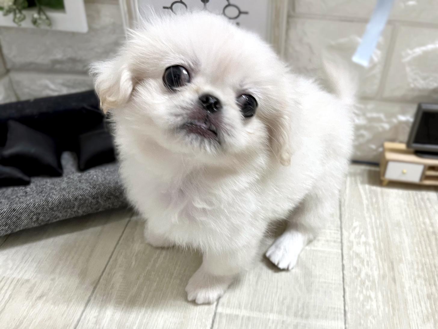 和歌山県のペキニーズ (DOGMAN和歌山中之島店/2026年4月7日生まれ/女の子/ホワイト)の子犬の3枚目の画像