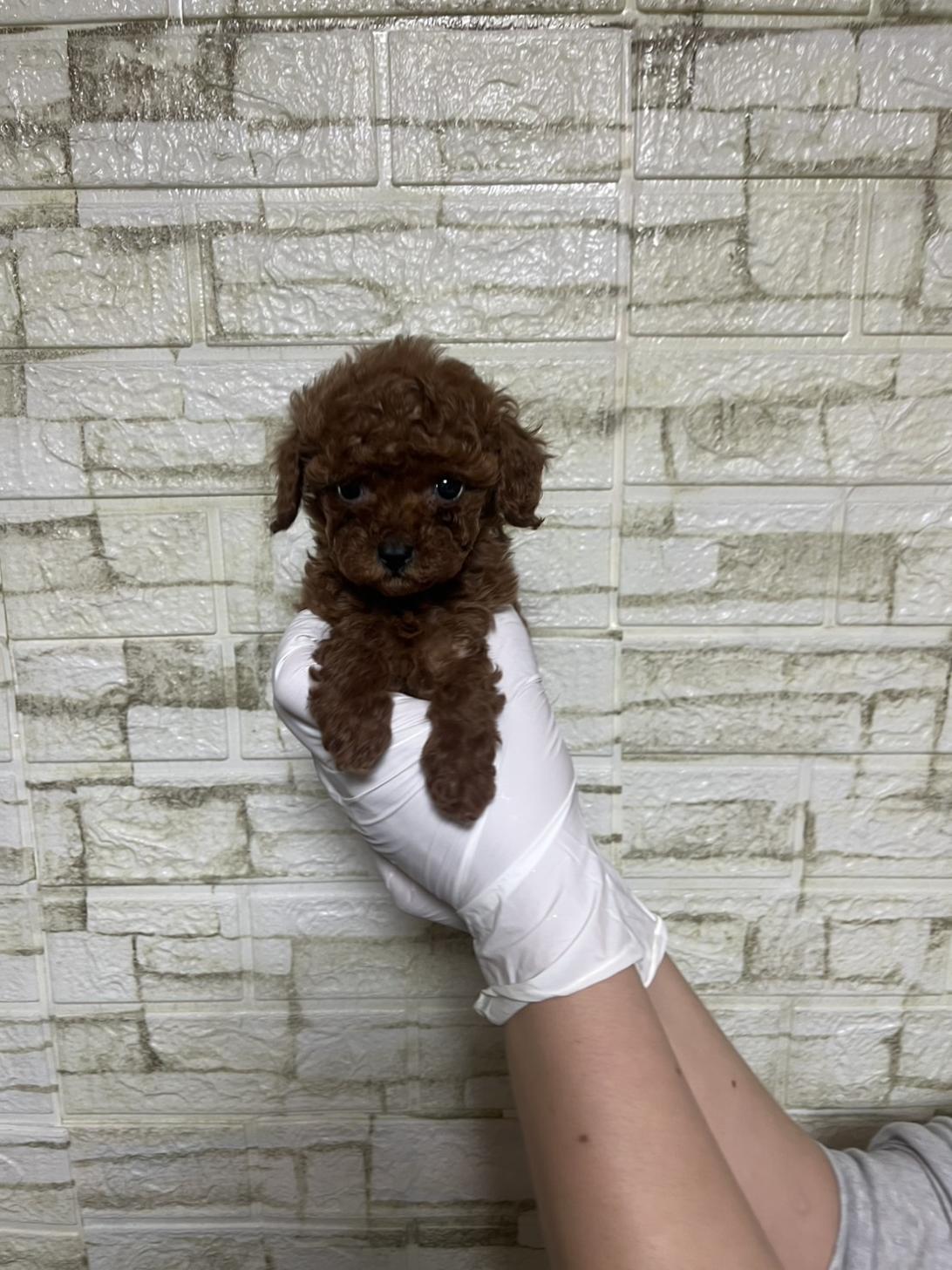 埼玉県のトイプードル(トイ) (ペッツスマイル加須インター店/2026年2月1日生まれ/女の子/レッドフォーン)の子犬